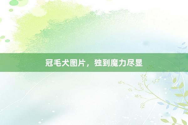 冠毛犬图片，独到魔力尽显